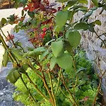 Apartament Tsonos *